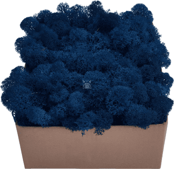 Rentiermoos PREMIUM Indigoblau Karton