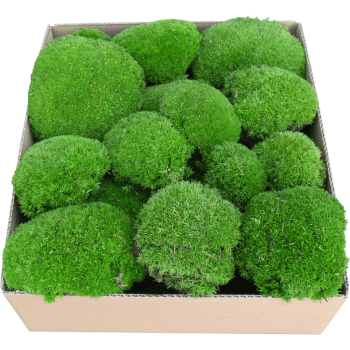 Kugelmoos PREMIUM Moosgrün Karton
