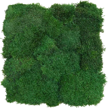 Flachmoospaneel PREMIUM Naturgrün