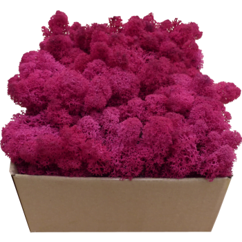 Rentiermoos PREMIUM Rosa Karton