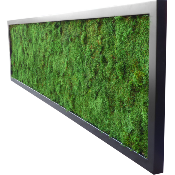 Moosbild Schwarz PREMIUM mit Flachmoos Natural Green