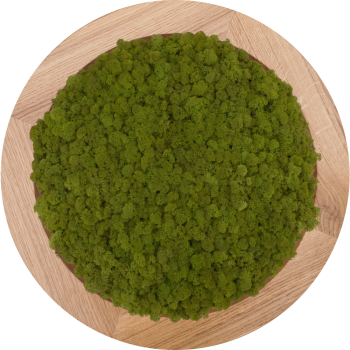 Rundes Moosbild PREMIUM mit Rentiermoos Mid Green