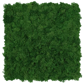 Federmoospaneel ECO Tannengrün