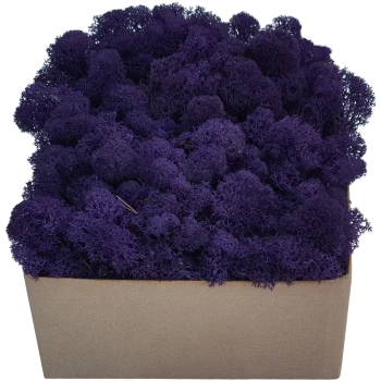 Rentiermoos PREMIUM Violett Karton
