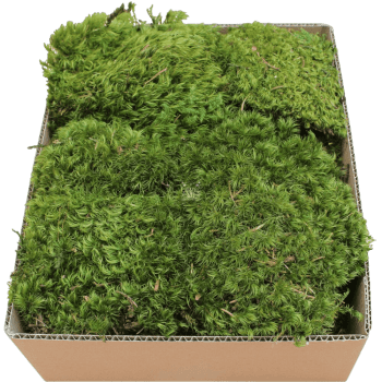 Provenzalisches Farnmoos PREMIUM Farngrün Karton