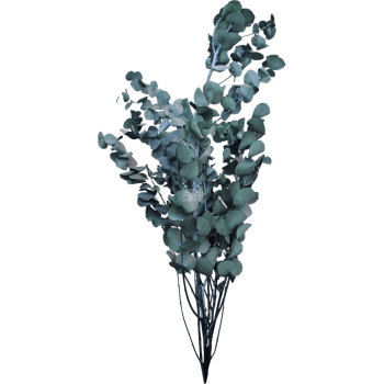 Eukalyptus stabilisiert PREMIUM 10 Stück
