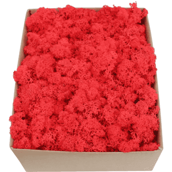 Rentiermoos STANDARD Scharlachrot Karton