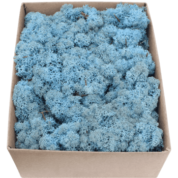 Rentiermoos STANDARD Hellblau Karton