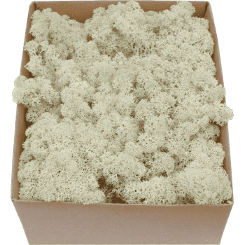 Rentiermoos STANDARD Natur Karton