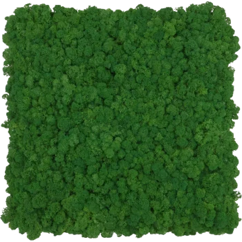 Rentiermoospaneel PREMIUM Waldgrün