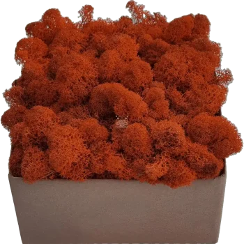 Rentiermoos PREMIUM Orange Karton