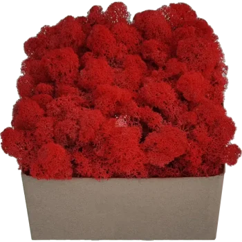 Rentiermoos PREMIUM Rot Karton