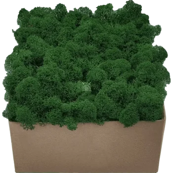 Rentiermoos PREMIUM Waldgrün Karton