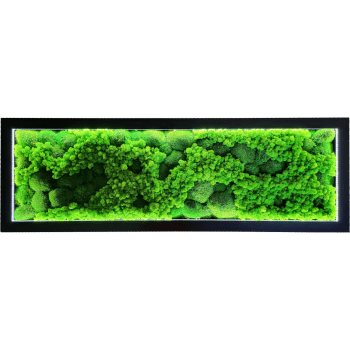 Moosbild LED Schwarz MIX006 PREMIUM mit Kugelmoos, Rentiermoos