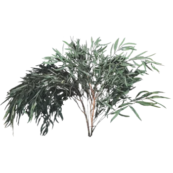 Stabilisierter Eukalyptus Nicoly PREMIUM 10 Stück